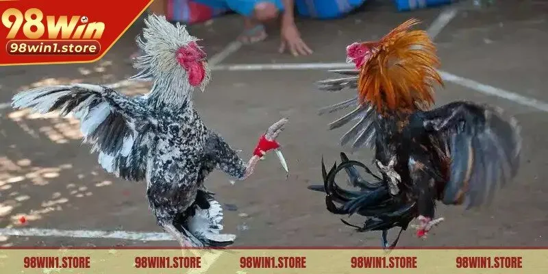 Kinh nghiệm khi đặt cược đá gà cựa dao
