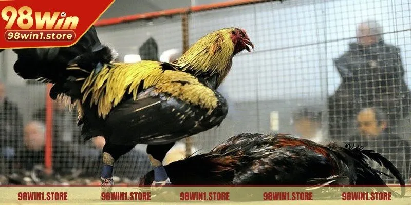 Hình thức đá gà đã được đưa lên các nền tảng trực tuyến